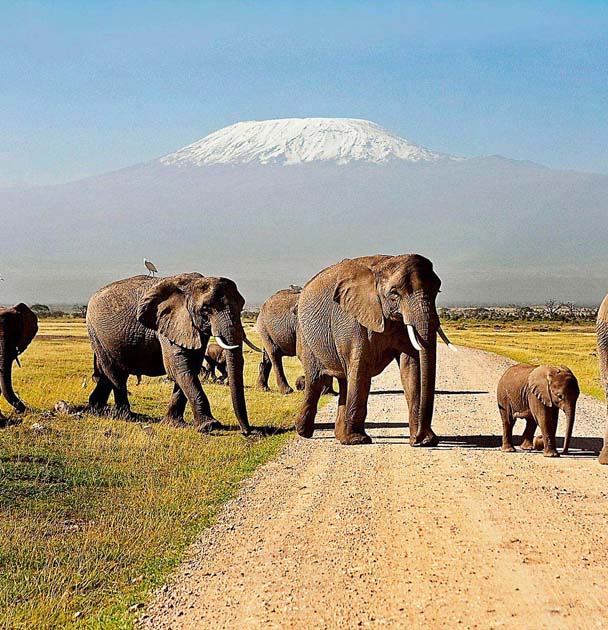 Great Elephant the biggest of the Big 5 in the savannahs of the Amboseli