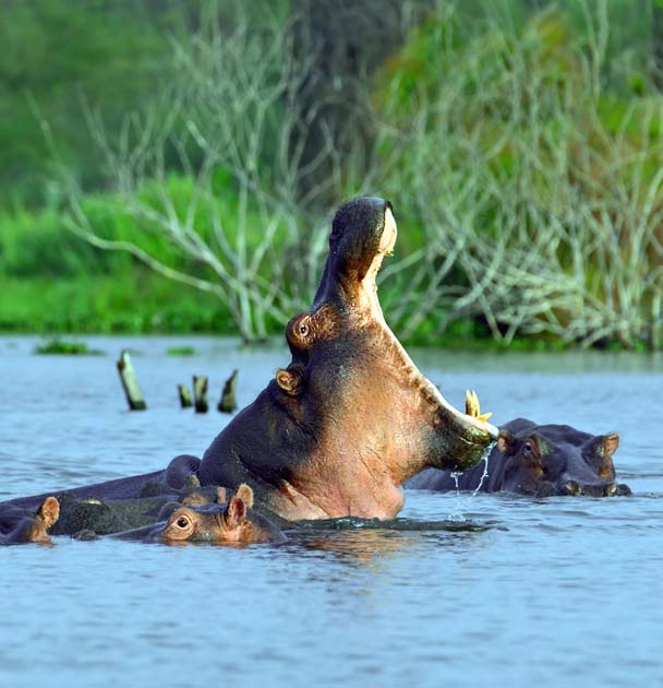 Flamingos & Hippos in the Lake Naivasha is a greta tourist attraction