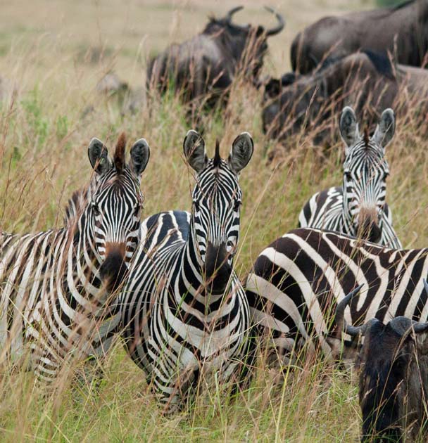 Zebra and Wilderbeeste migration through the Mara River 