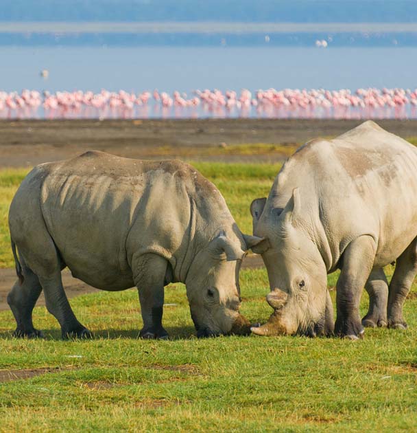 The Rhino poached for it horn is the highly protected by the Kenya Wildlife Service